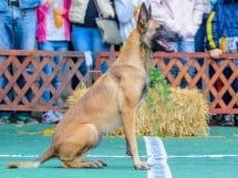 Expoziţie canină