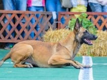 Expoziţie canină