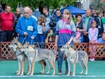 Expoziţie canină