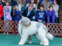 Expoziţie canină