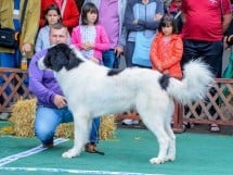 Expoziţie canină