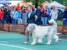 Expoziţie canină