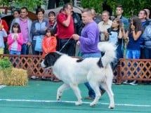 Expoziţie canină