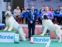 Expoziţie canină