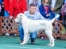 Expoziţie canină