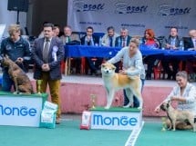 Expoziţie canină