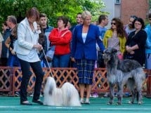 Expoziţie canină