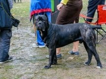 Expoziţie canină