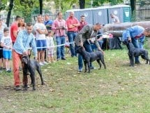 Expoziţie canină