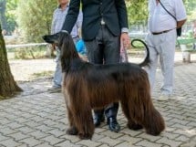 Expoziţie canină