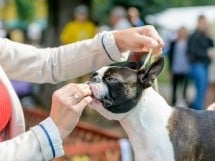 Expoziţie canină