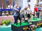 Expozitie canina