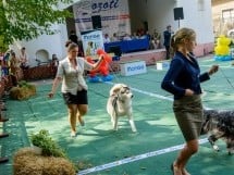 Expoziţie canină