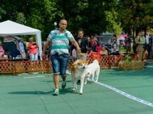 Expoziţie canină