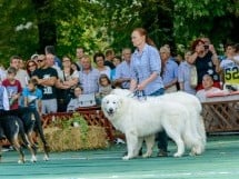 Expoziţie canină