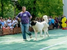 Expoziţie canină