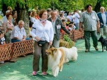 Expoziţie canină