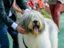 Expoziţie canină