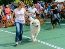 Expoziţie canină