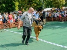 Expoziţie canină