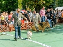 Expoziţie canină