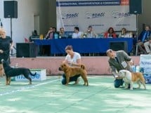 Expoziţie canină