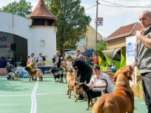 Expoziţie canină