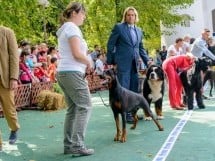 Expoziţie canină