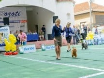 Expoziţie canină