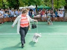 Expoziţie canină