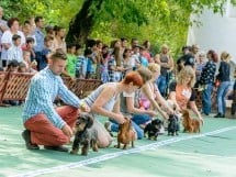 Expoziţie canină