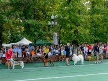 Expoziţie canină