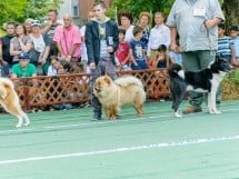 Expoziţie canină