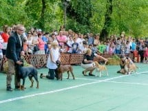 Expoziţie canină