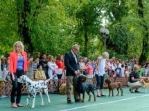 Expoziţie canină