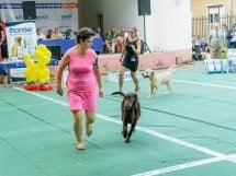 Expoziţie canină