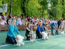 Expoziţie canină