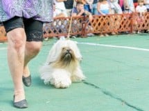 Expoziţie canină