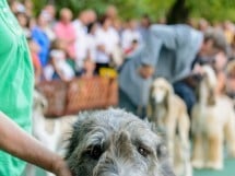 Expoziţie canină