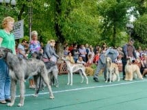 Expoziţie canină