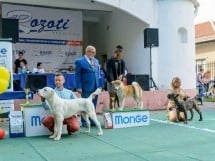 Expoziţie canină