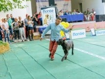 Expoziţie canină