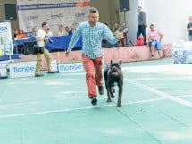 Expoziţie canină