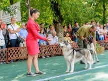 Expoziţie canină