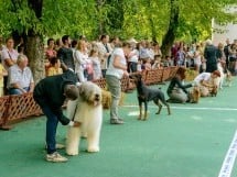 Expoziţie canină