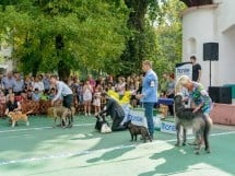 Expoziţie canină