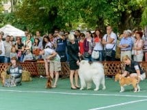 Expoziţie canină