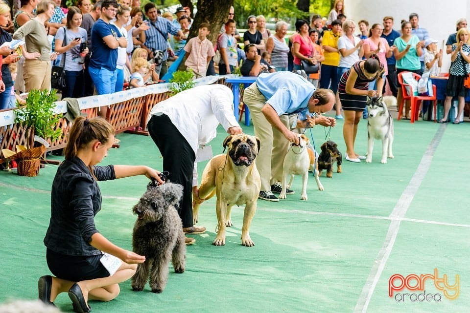 Expoziţie de frumuesţe canină, Oradea