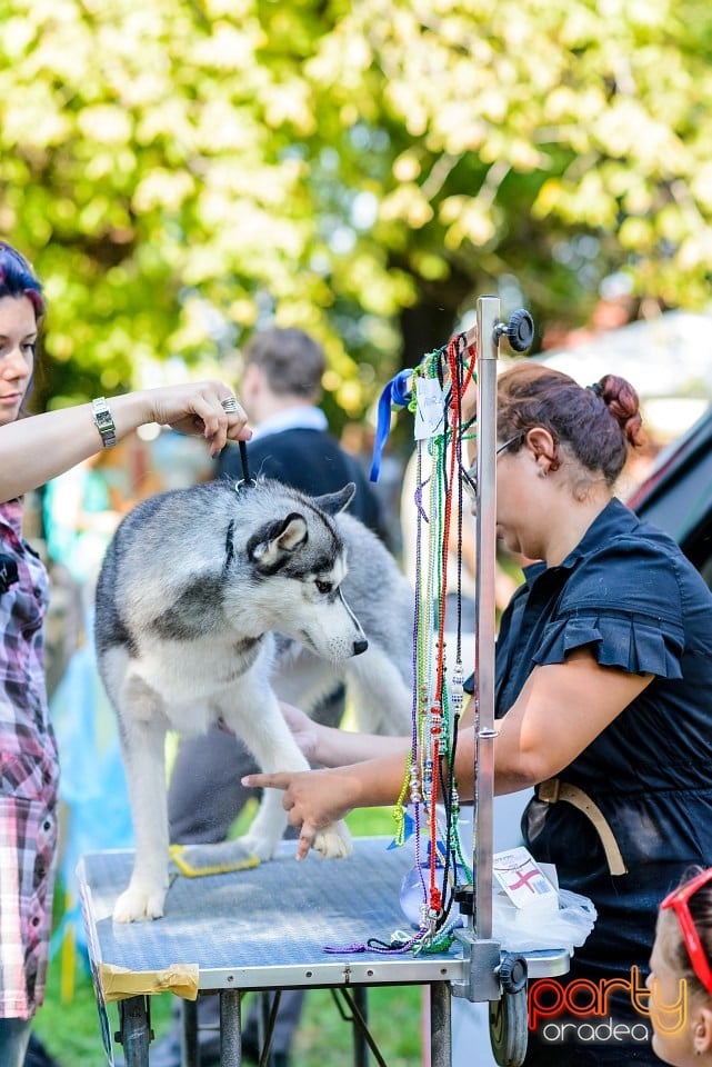 Expoziţie de frumuesţe canină, Oradea