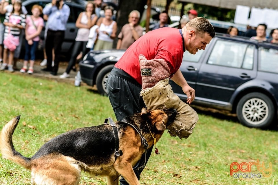 Expoziţie de frumuesţe canină, Oradea